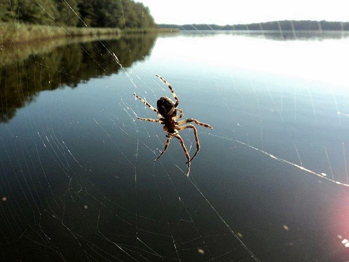 Spinne am See Herbst 2011